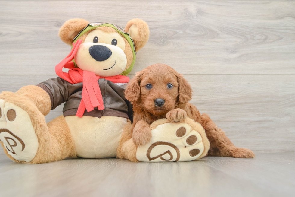 Best Mini Goldendoodle Baby