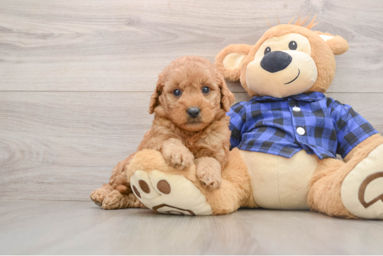 Cute Mini Goldendoodle Baby