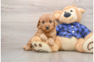 Cute Mini Goldendoodle Baby