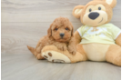 Best Mini Goldendoodle Baby