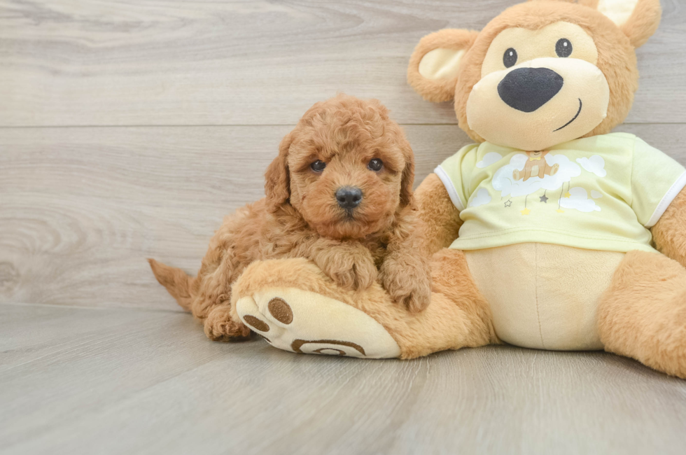 6 week old Mini Goldendoodle Puppy For Sale - Florida Fur Babies