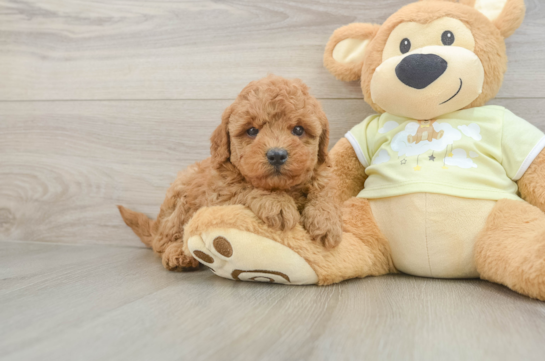 Best Mini Goldendoodle Baby