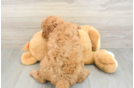 Fluffy Mini Goldendoodle Poodle Mix Pup