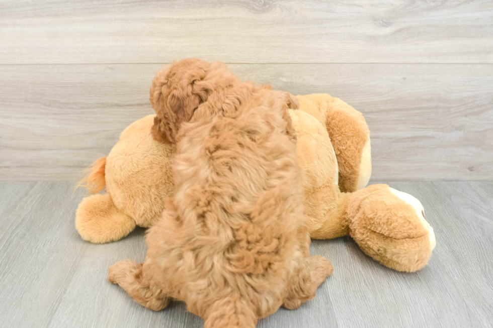 Fluffy Mini Goldendoodle Poodle Mix Pup