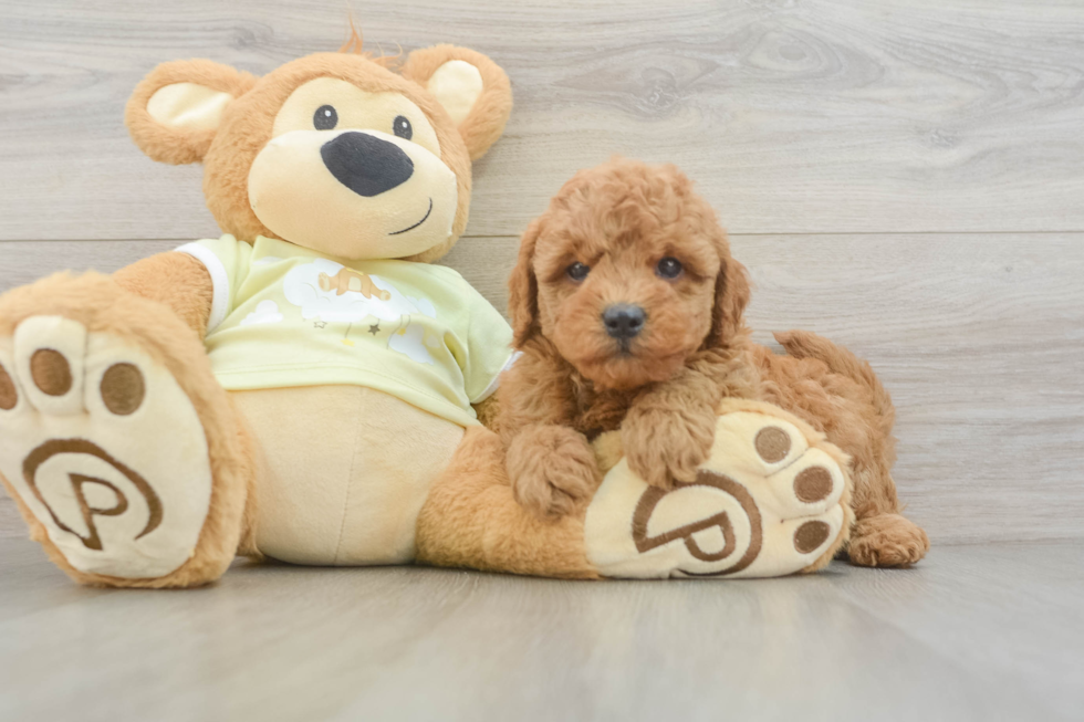 Smart Mini Goldendoodle Poodle Mix Pup