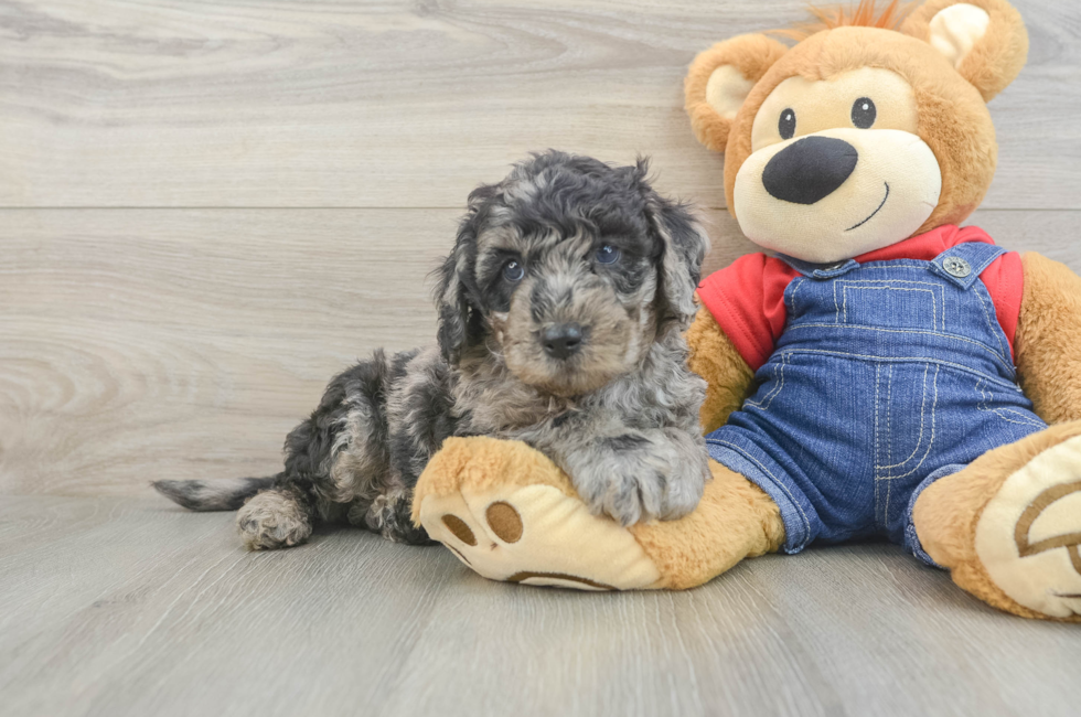 5 week old Mini Goldendoodle Puppy For Sale - Florida Fur Babies