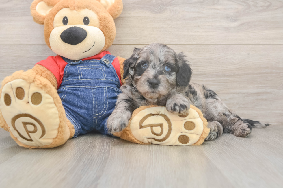 5 week old Mini Goldendoodle Puppy For Sale - Florida Fur Babies