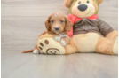 Smart Mini Goldendoodle Poodle Mix Pup
