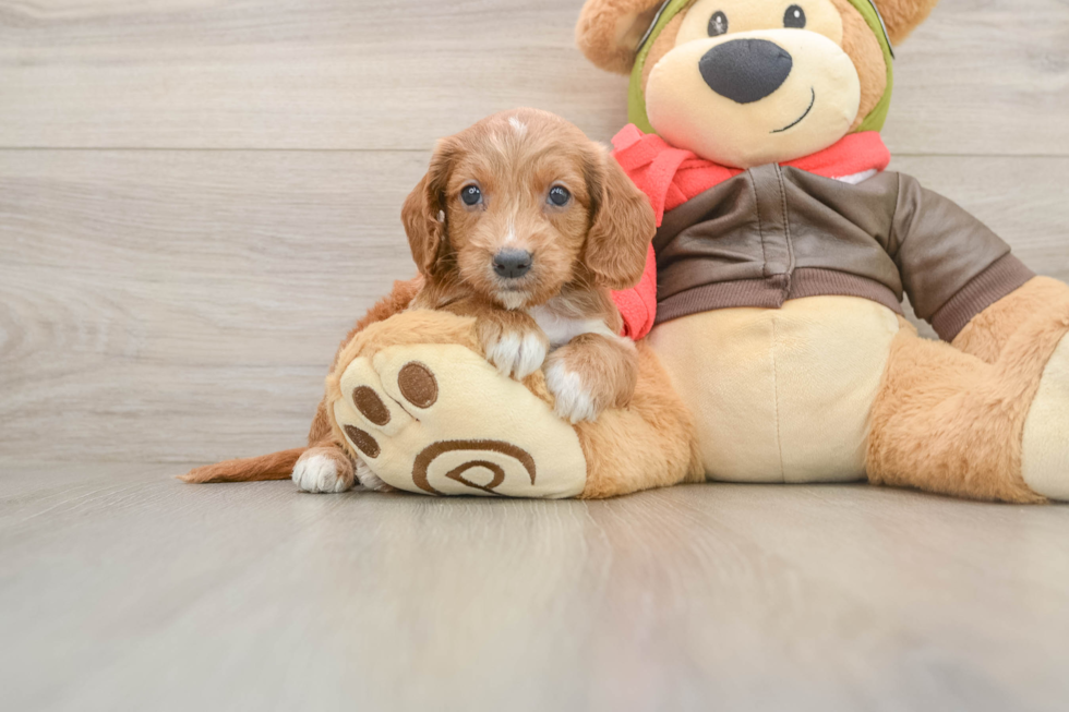 Smart Mini Goldendoodle Poodle Mix Pup