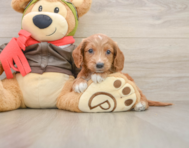 7 week old Mini Goldendoodle Puppy For Sale - Florida Fur Babies