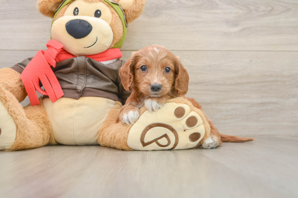 Mini Goldendoodle Pup Being Cute
