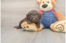 Best Mini Goldendoodle Baby