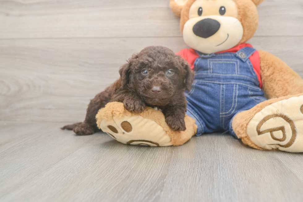 Best Mini Goldendoodle Baby
