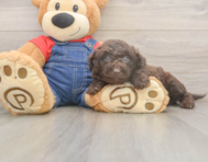 8 week old Mini Goldendoodle Puppy For Sale - Florida Fur Babies