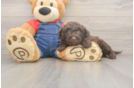 Mini Goldendoodle Pup Being Cute