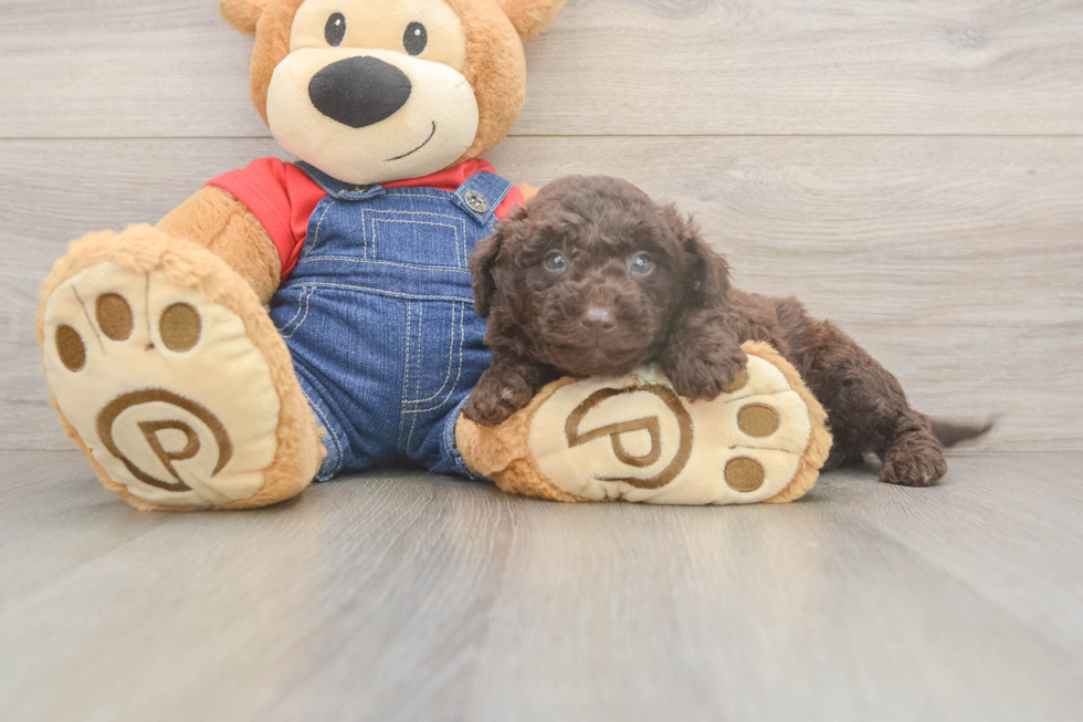 Mini Goldendoodle Pup Being Cute