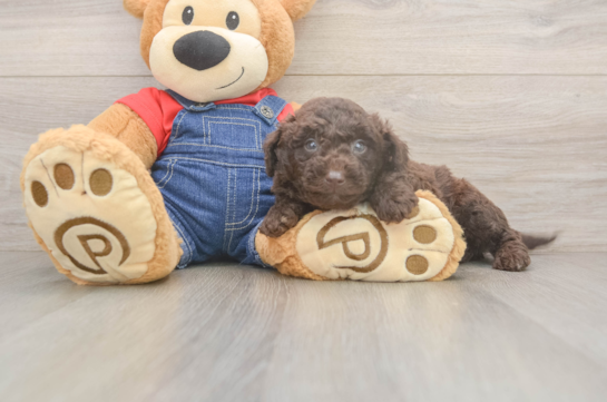 Mini Goldendoodle Pup Being Cute