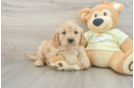 Sweet Mini Goldendoodle Baby