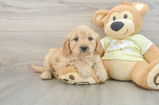 Sweet Mini Goldendoodle Baby