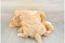 Mini Goldendoodle Pup Being Cute