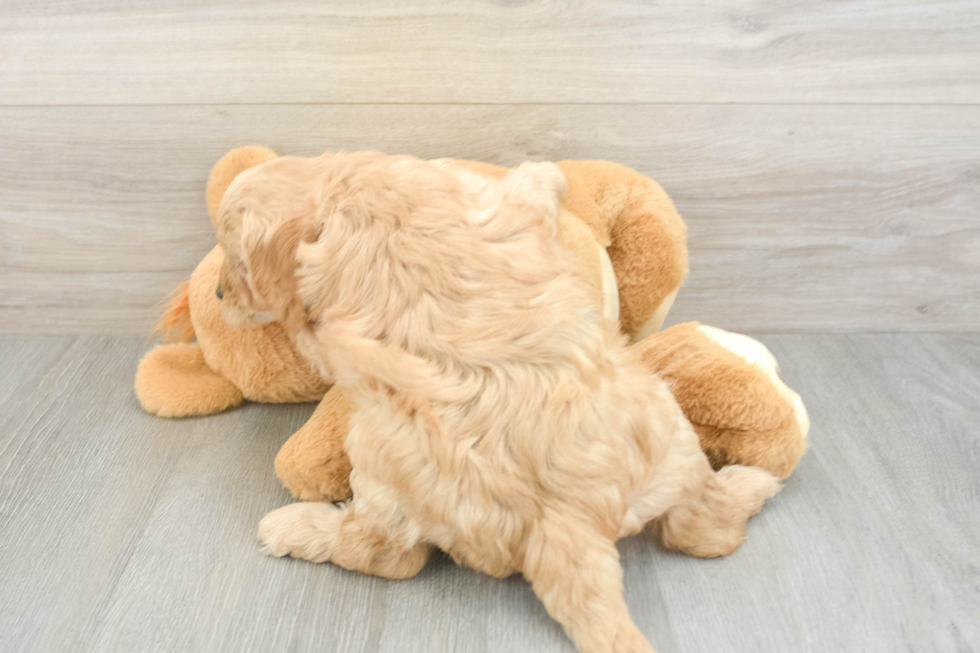 Mini Goldendoodle Pup Being Cute