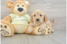 Funny Mini Goldendoodle Poodle Mix Pup