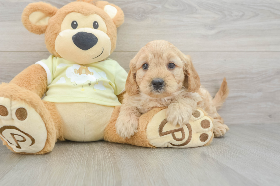 Funny Mini Goldendoodle Poodle Mix Pup