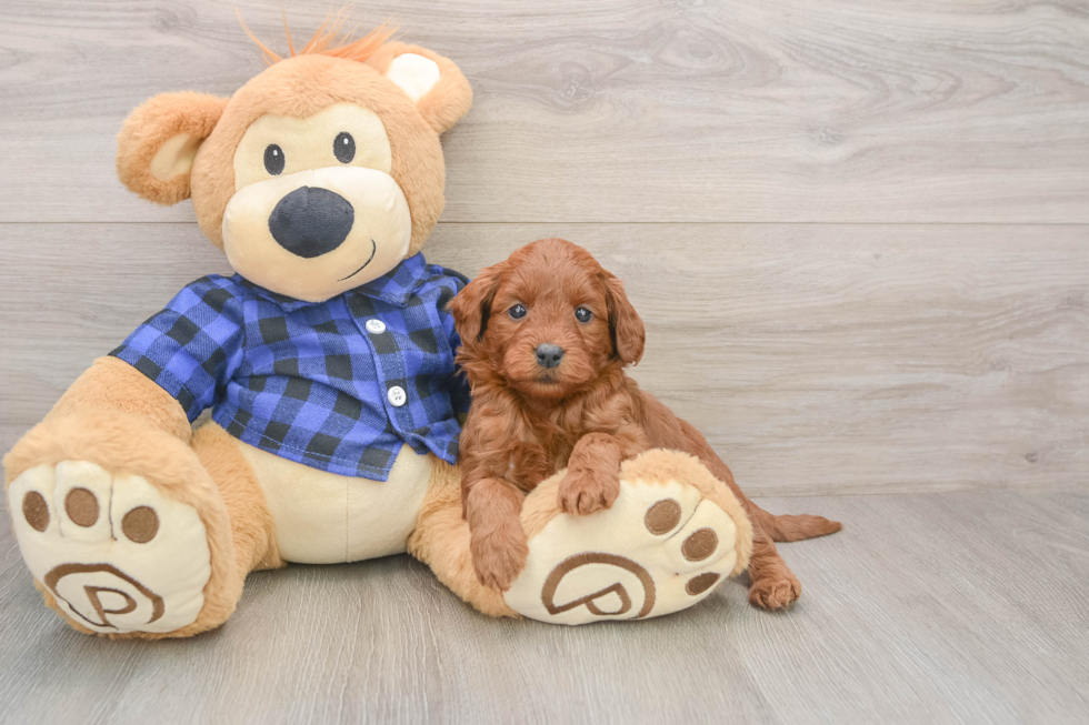 Energetic Golden Doodle Poodle Mix Puppy