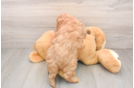 Mini Goldendoodle Puppy for Adoption