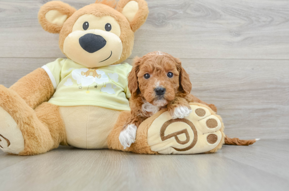 6 week old Mini Goldendoodle Puppy For Sale - Florida Fur Babies