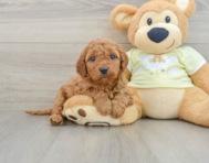 9 week old Mini Goldendoodle Puppy For Sale - Florida Fur Babies