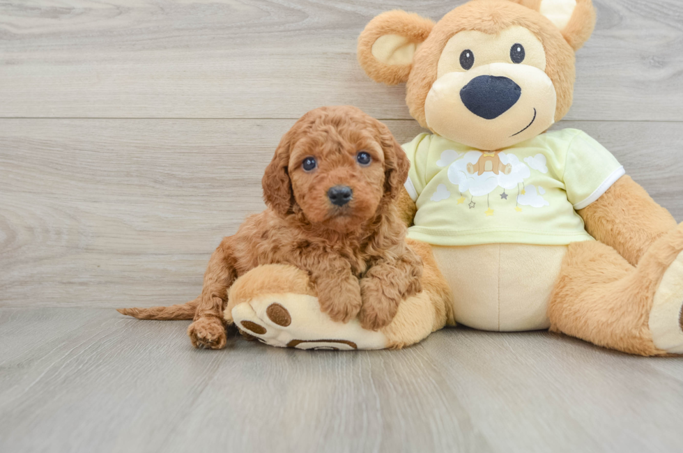 6 week old Mini Goldendoodle Puppy For Sale - Florida Fur Babies