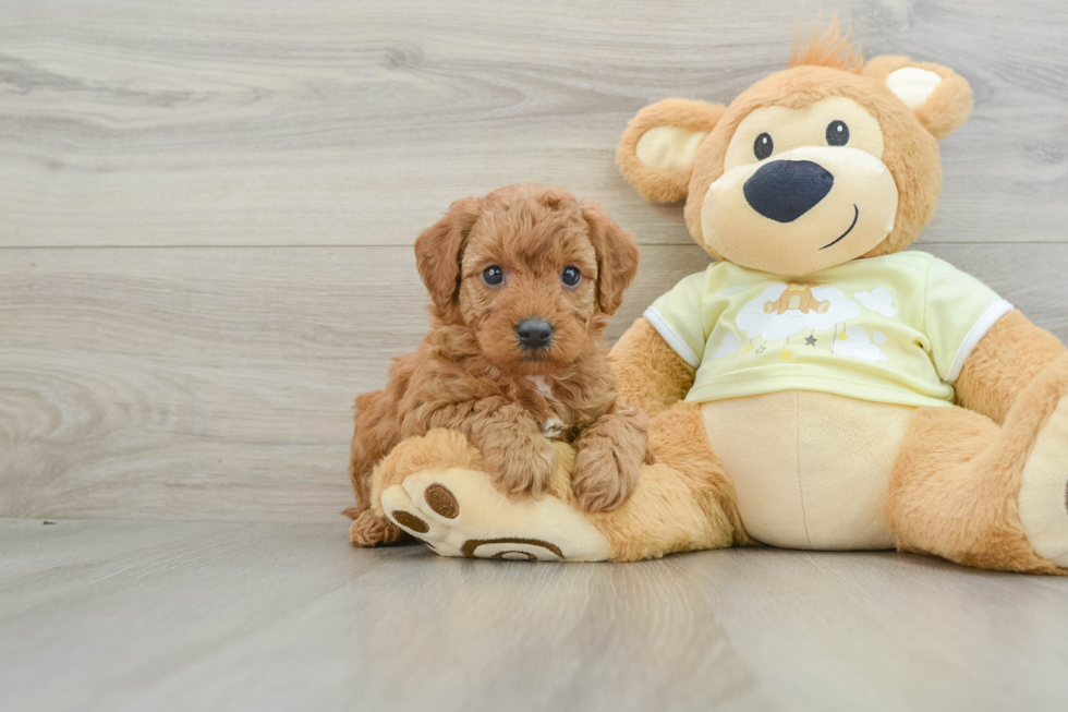 Mini Goldendoodle Puppy for Adoption