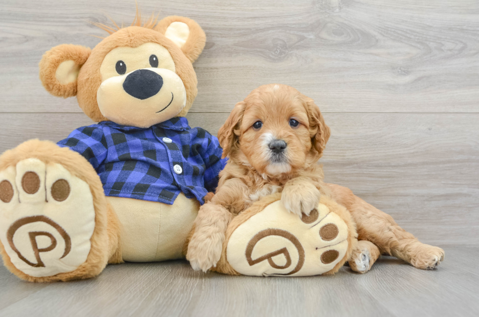 6 week old Mini Goldendoodle Puppy For Sale - Florida Fur Babies