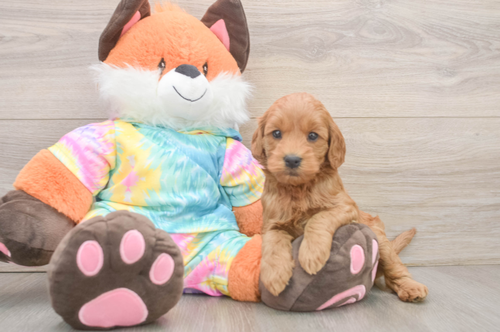 6 week old Mini Goldendoodle Puppy For Sale - Florida Fur Babies