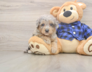 7 week old Mini Goldendoodle Puppy For Sale - Florida Fur Babies
