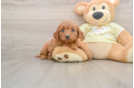 Mini Goldendoodle Pup Being Cute