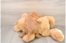 Mini Goldendoodle Puppy for Adoption