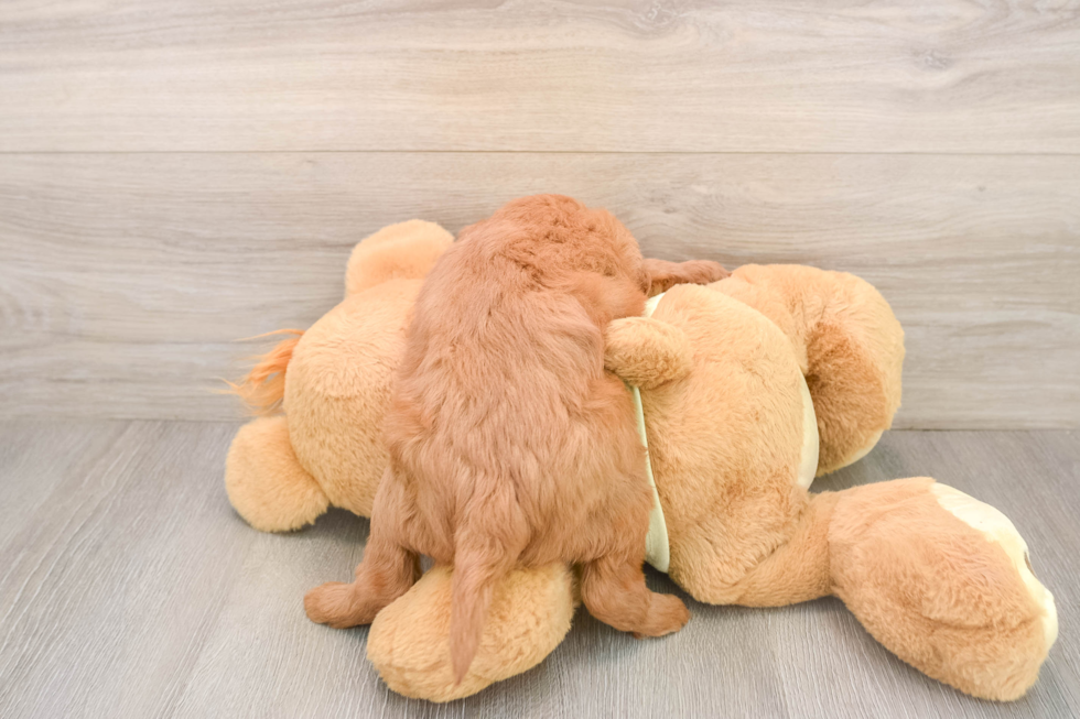 Mini Goldendoodle Puppy for Adoption