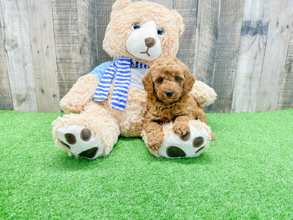 Best Mini Goldendoodle Baby