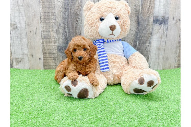 Happy Mini Goldendoodle Baby