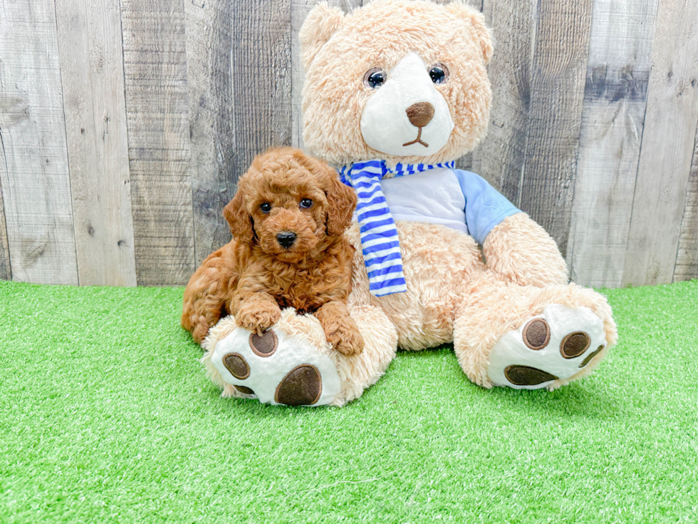 Happy Mini Goldendoodle Baby