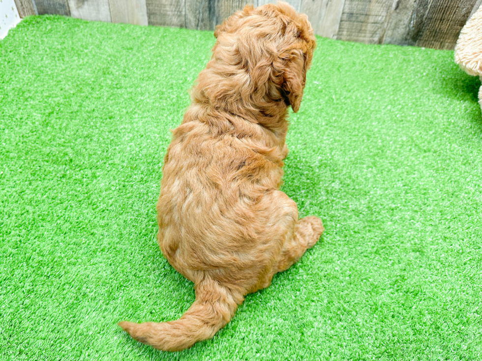 Fluffy Mini Goldendoodle Poodle Mix Pup