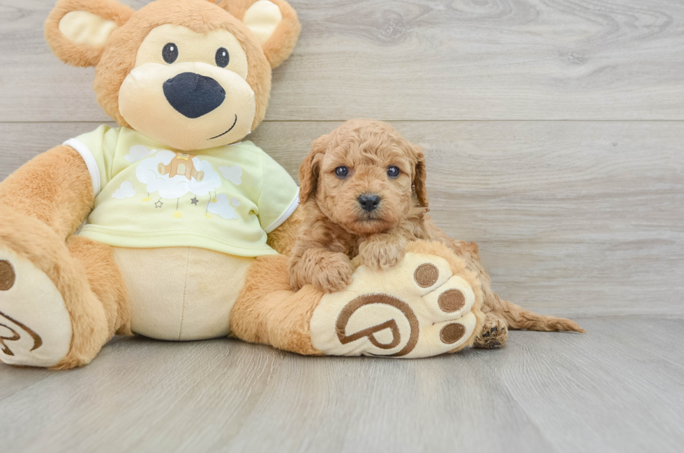 6 week old Mini Goldendoodle Puppy For Sale - Florida Fur Babies