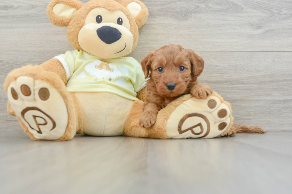 5 week old Mini Goldendoodle Puppy For Sale - Florida Fur Babies