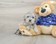9 week old Mini Goldendoodle Puppy For Sale - Florida Fur Babies