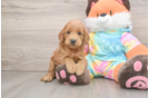Mini Goldendoodle Pup Being Cute