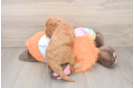 Best Mini Goldendoodle Baby