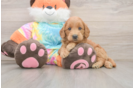 Best Mini Goldendoodle Baby