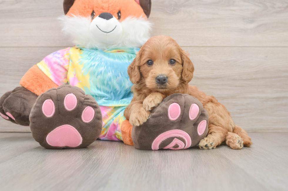6 week old Mini Goldendoodle Puppy For Sale - Florida Fur Babies